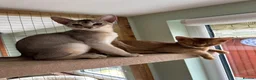 Abyssinian cats for sale: Silver Abyssinian kittens  - Advert 8