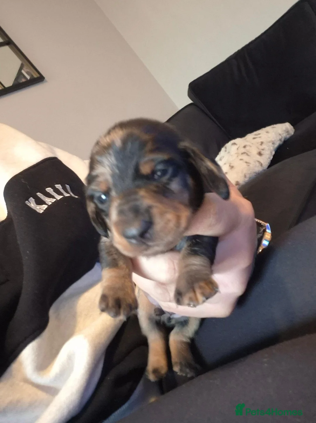 Miniature Dachshund dogs for sale: Miniture dachshund 3 dapple boys 1 black/tan girl - Advert 2