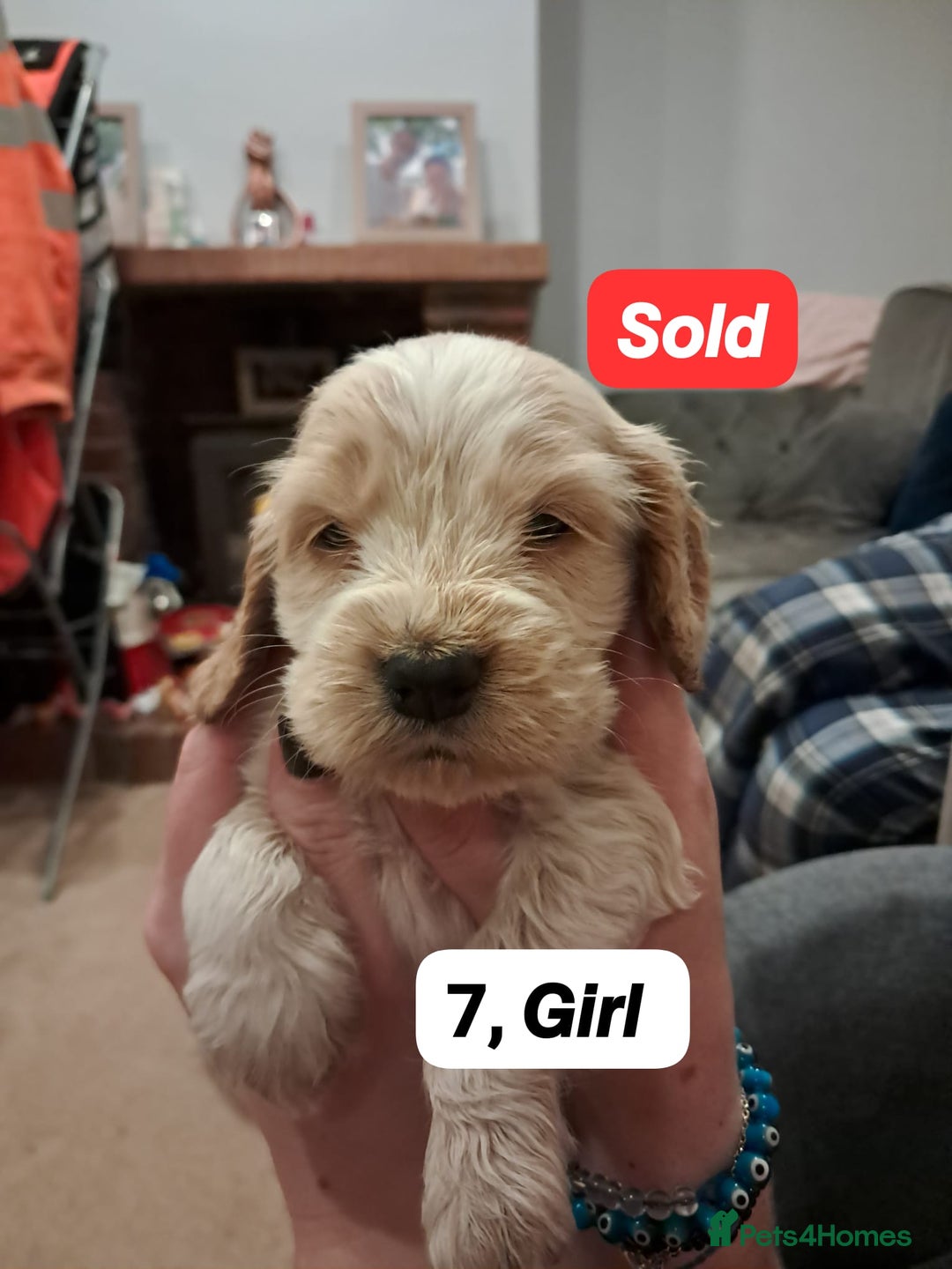 Cocker Spaniel dogs for sale: Show type Cocker spaniel puppies for sale - Image 8