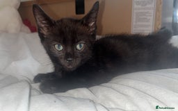 Maine Coon cats for sale: Maine coon girls and boys - Image 3