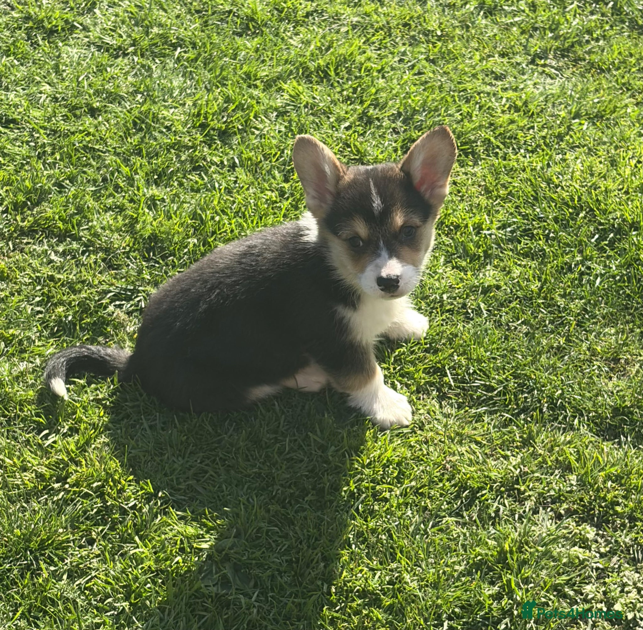 Welsh Corgi Pembroke dogs Beautiful Pembrokeshire corgi pups READY NOW! - Advert 1