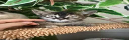 Bengal cats for sale: Bengal cross kittens - Advert 4