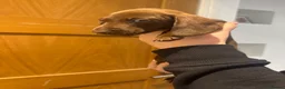 Miniature Dachshund dogs for sale: miniature Dachshund ready in 1 week…  - Advert 7