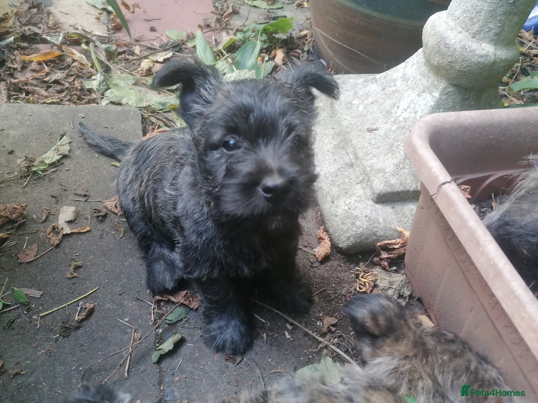 West Highland Terrier dogs for sale: Wairns: Westie/Cairn Pups - Image 9