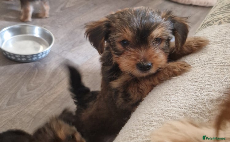 Yorkshire Terrier dogs - Advert 3