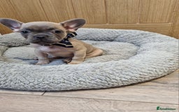 French Bulldog dogs for sale: Quality pups 4 Panel DNA Clear Gold Sierra Lines - Image 5