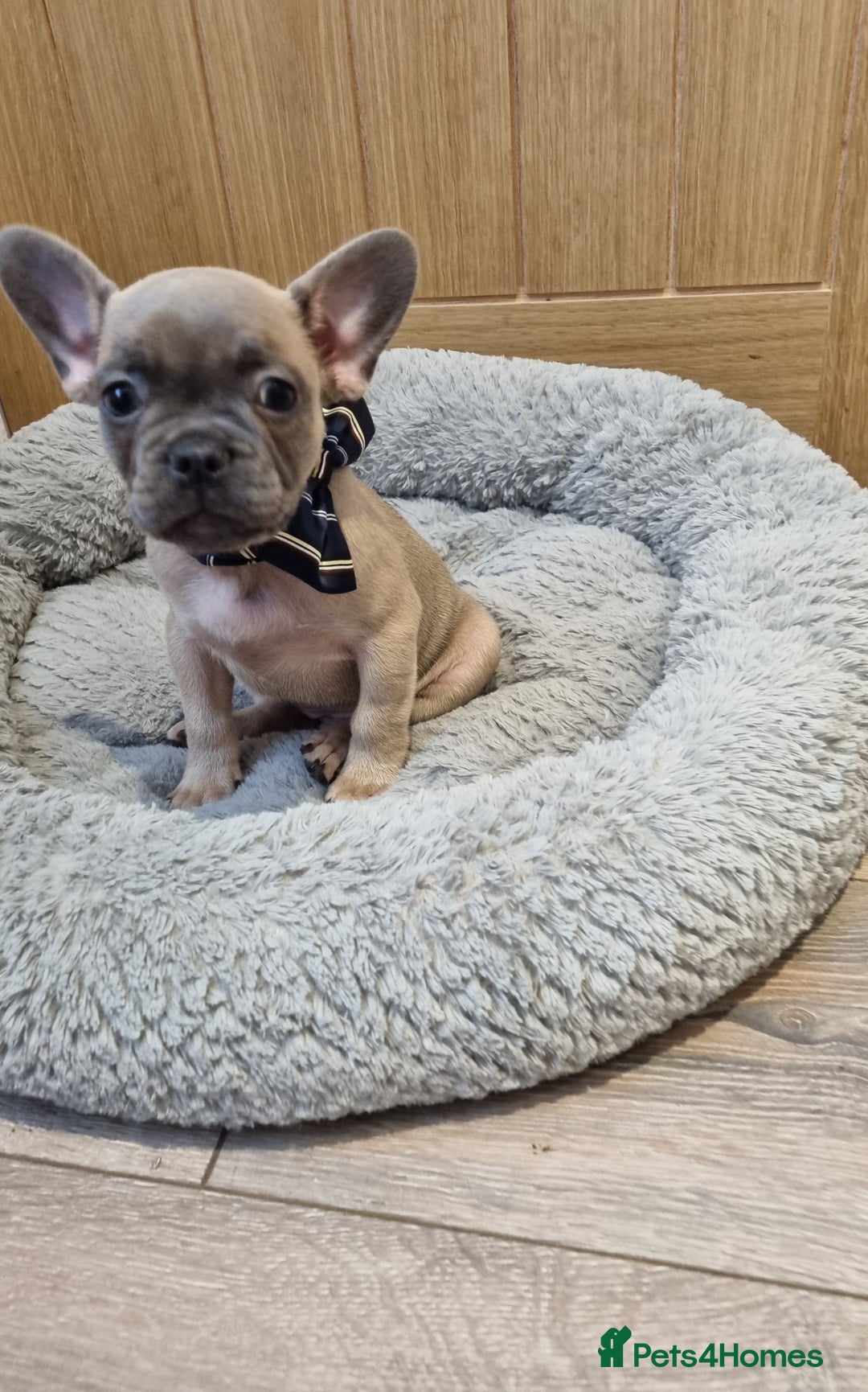 French Bulldog dogs for sale: Quality pups 4 Panel DNA Clear Gold Sierra Lines - Image 5