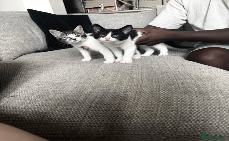 Mixed Breed cats - Advert 11