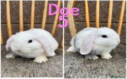 Mini Lop rabbits for sale: Pure breed mini lop male and female  - Image 5