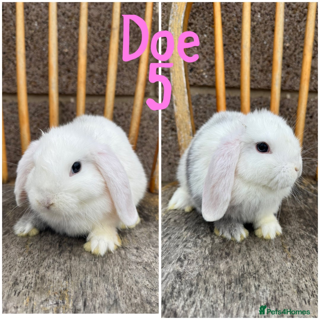 Mini Lop rabbits for sale: Pure breed mini lop male and female  - Image 5