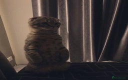 Scottish Fold cats for sale: Scottish fold male in Bedworth - Image 5