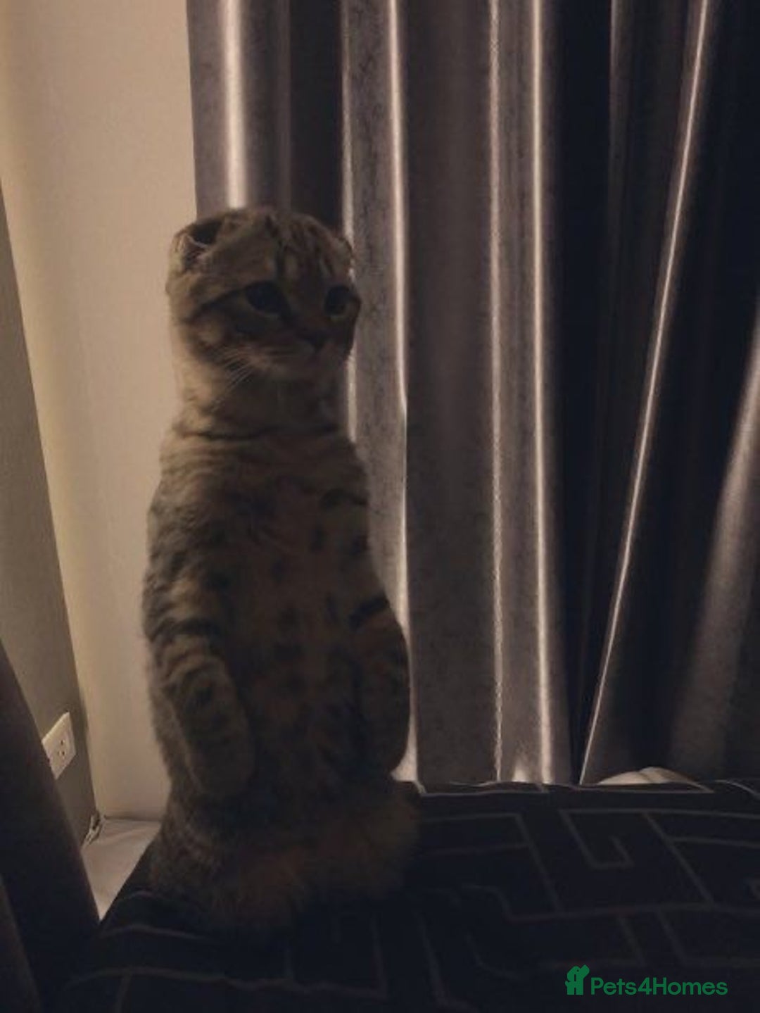 Scottish Fold cats for sale: Scottish fold male in Bedworth - Image 5