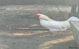 Chickens poultry for sale: 6x Eggs – Rhode Island Red × White Leghorn Hybrid - Image 2