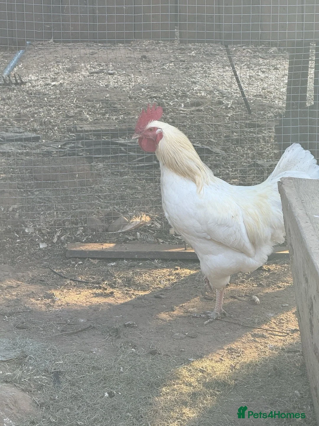Chickens poultry for sale: 6x Eggs – Rhode Island Red × White Leghorn Hybrid - Image 2