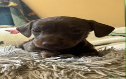 Dachshund dogs for sale: Beautiful Dachshunds - Image 4