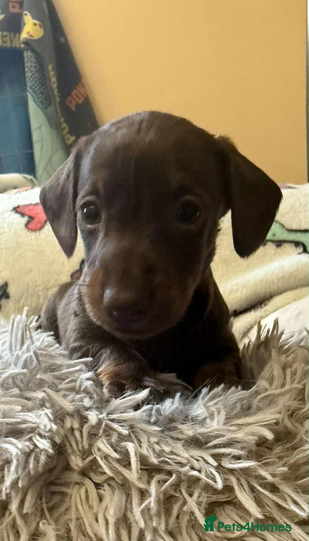 Dachshund dogs for sale: Beautiful Dachshunds - Image 4