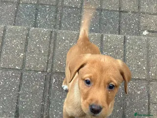 Labrador Retriever dogs KC Reg Red and Yellow Lab Puppies. 2 girls left - Advert 2