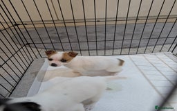 Jack Russell dogs for sale: Gorgeous miniature Jack Russell puppies  - Image 8