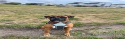 Boxer dogs for stud: Handsome Purebred Boxer – Puppy Back Deal Offered - Advert 2