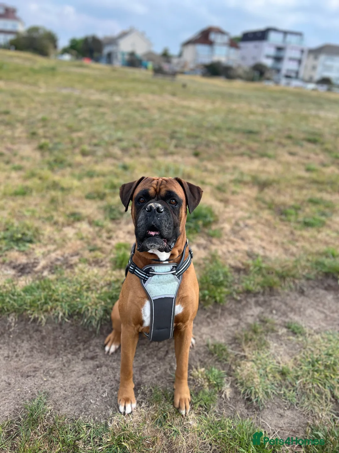 Boxer dogs for stud: Handsome Purebred Boxer – Puppy Back Deal Offered - Advert 2