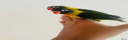 Lovebirds birds for sale: Hand reared lovebirds for sale  - Advert 18