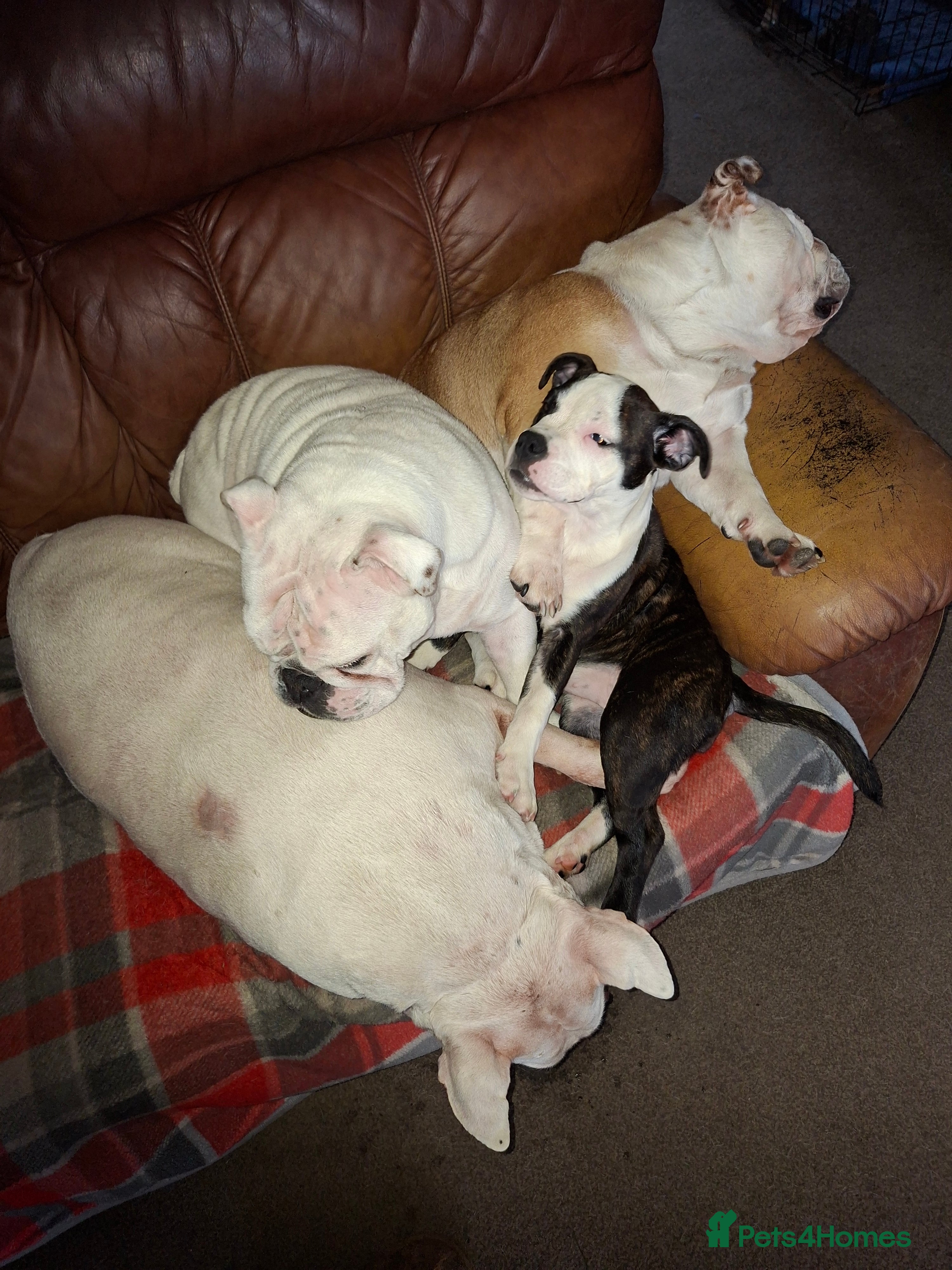 Mixed Breed dogs Big beautiful Bull Staffs  - Advert 3