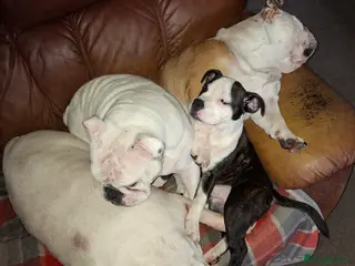 Mixed Breed dogs Big beautiful Bull Staffs - Advert 3