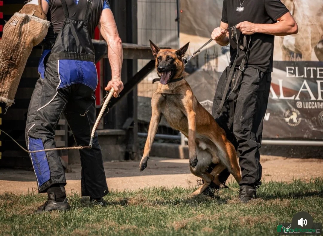 Belgian Shepherd Dog dogs for stud: Dutch Herder - Advert 1