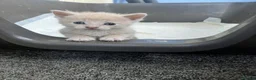 Mixed Breed cats for sale: Gorgeous kittens in Milton Keynes - Advert 30