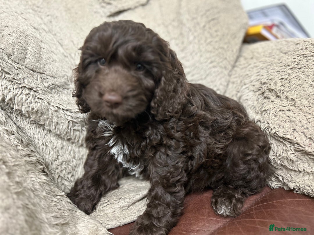 Sable poo Cockapoo Puppies for sale Pets4Homes