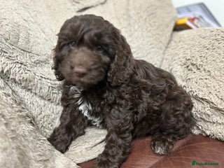 Cockapoo dogs - Advert 5