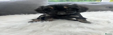 Cavapoo 4