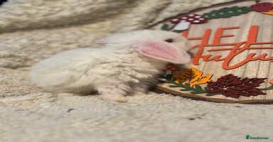 Mini Lop rabbits - Advert 3