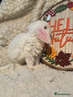 Mini Lop rabbits - Advert 2