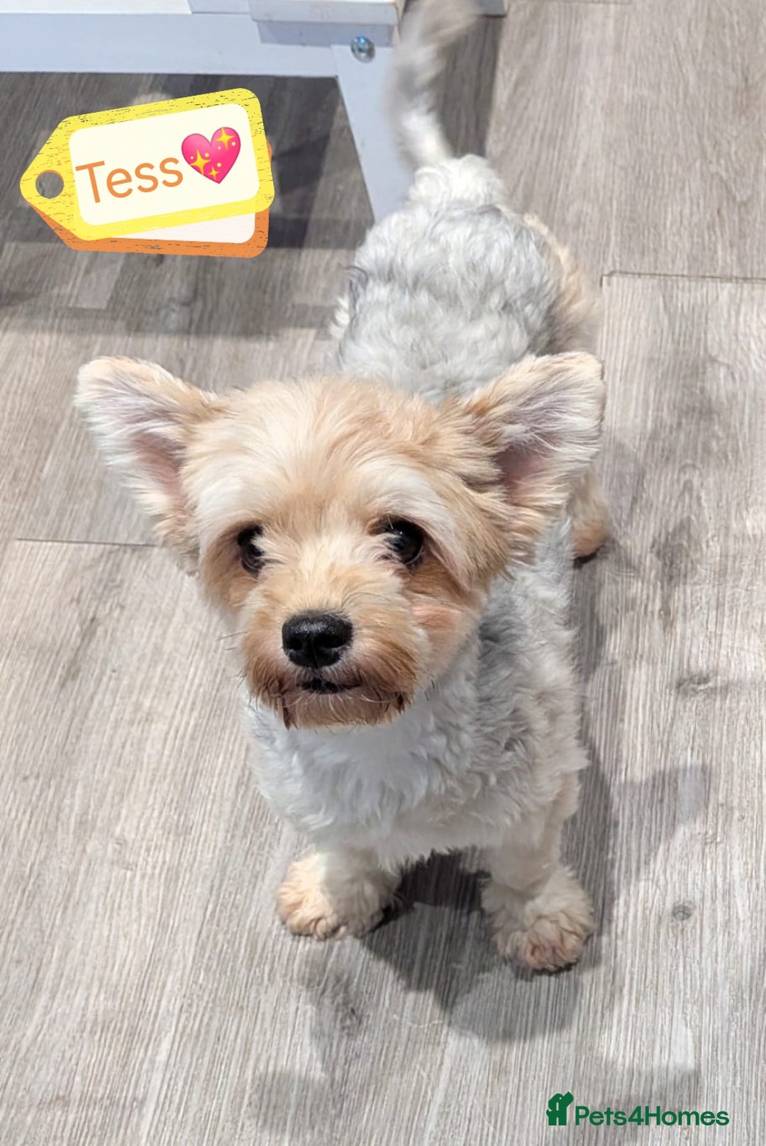 Biewer Terrier dogs for adoption: ❤️🐶 Sweet Pups Looking forResponsible Homes 🐶❤️ - Advert 11