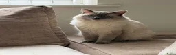 Ragdoll cats for stud: Ragdoll stud  - Advert 2