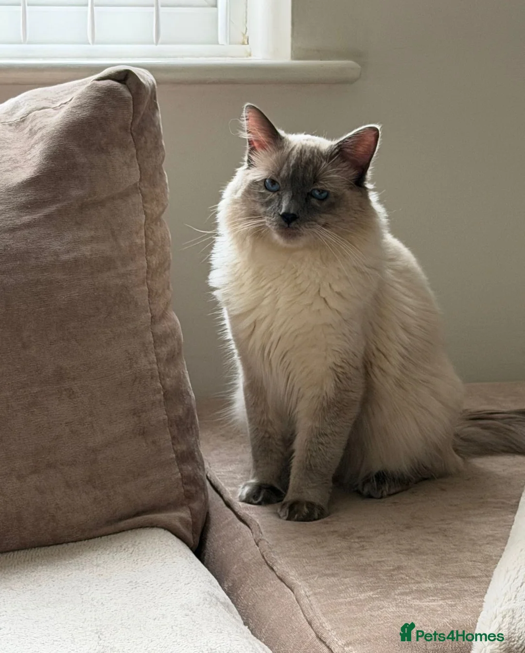 Ragdoll cats for stud: Ragdoll stud  - Advert 2