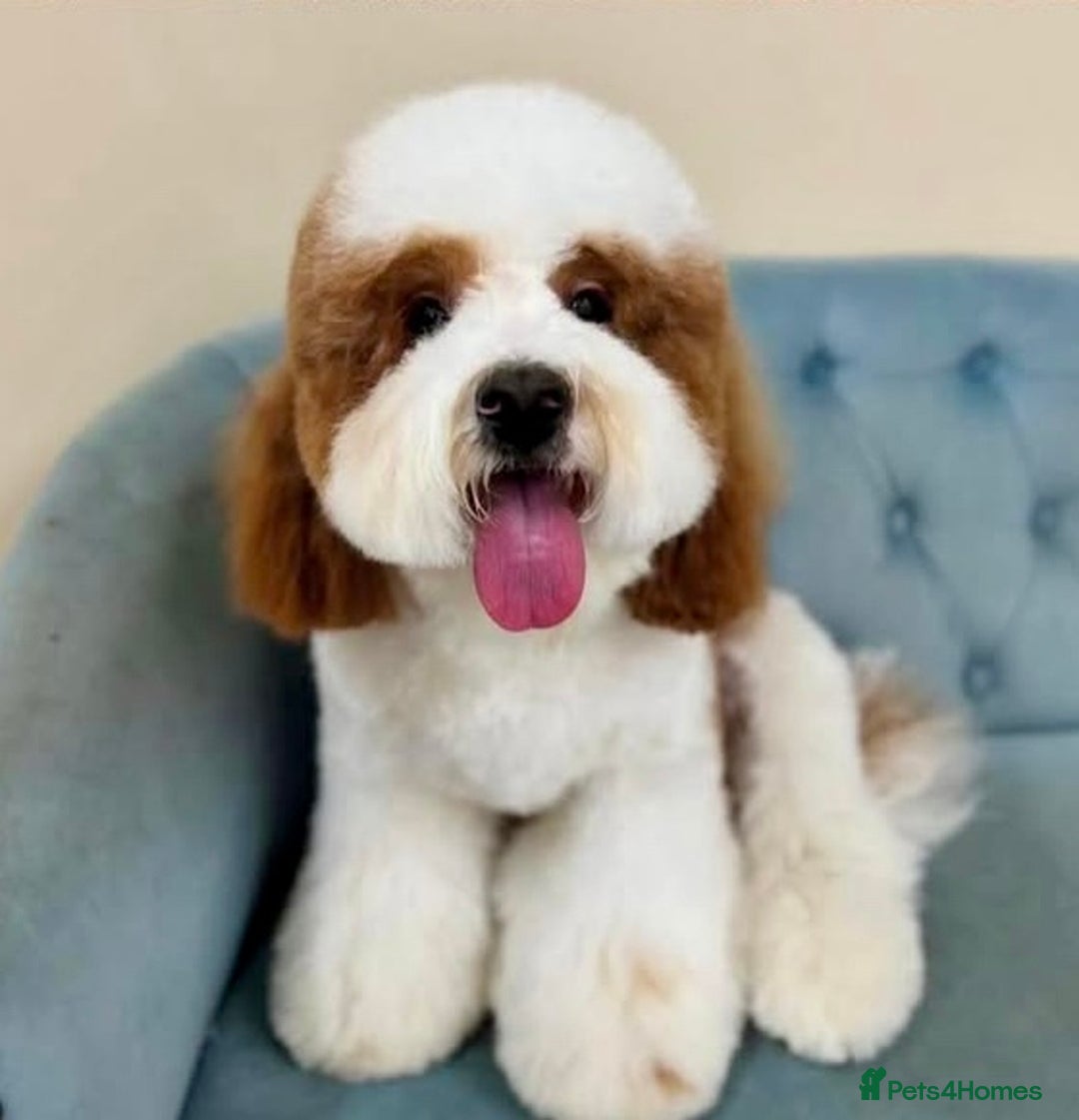 Cavapoo dogs for stud: White and Red Cavapoo - Image 3