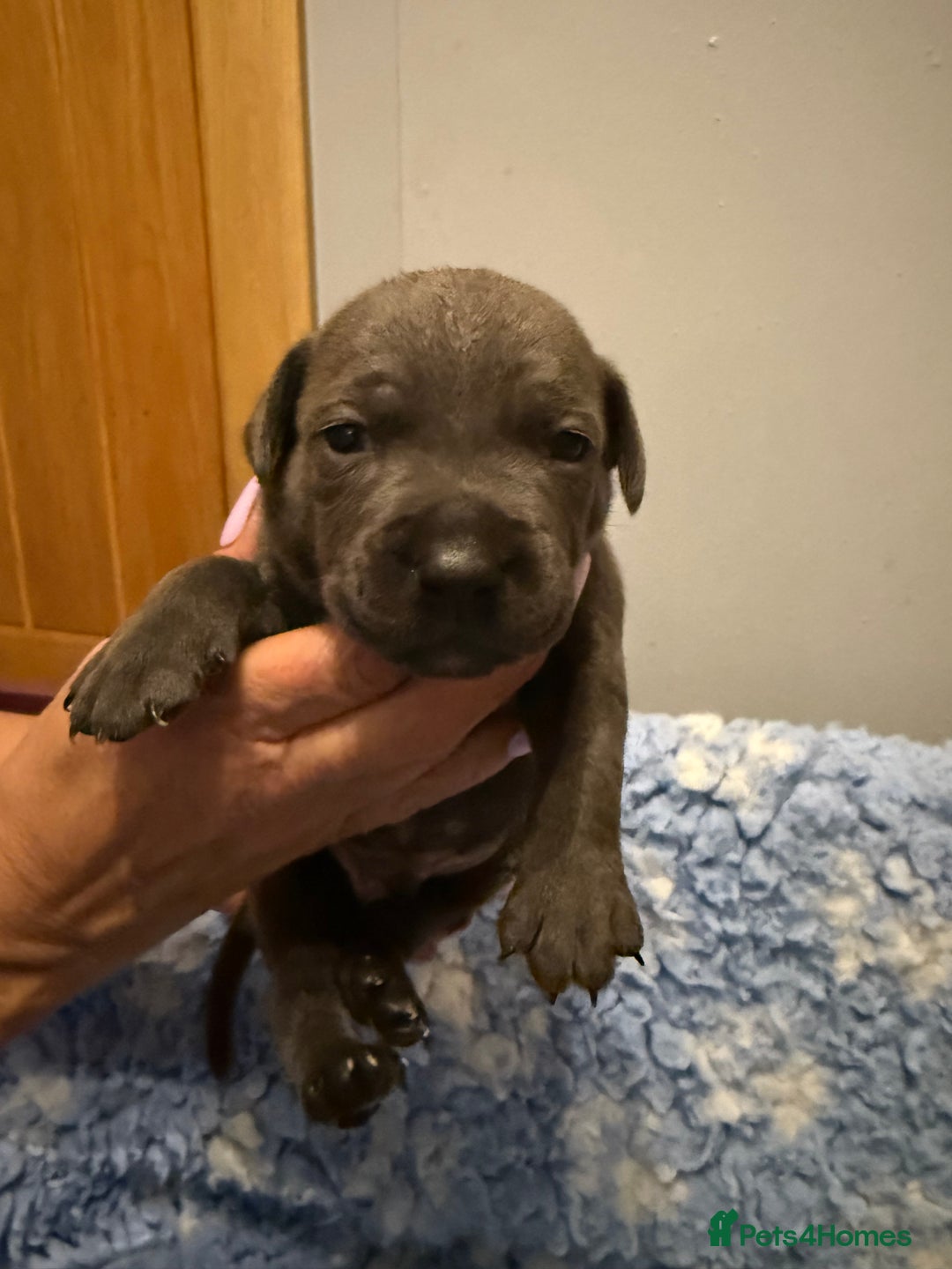 Staffordshire Bull Terrier dogs for sale: CHUNKY BLUE STAFFY PUPS - Advert 6