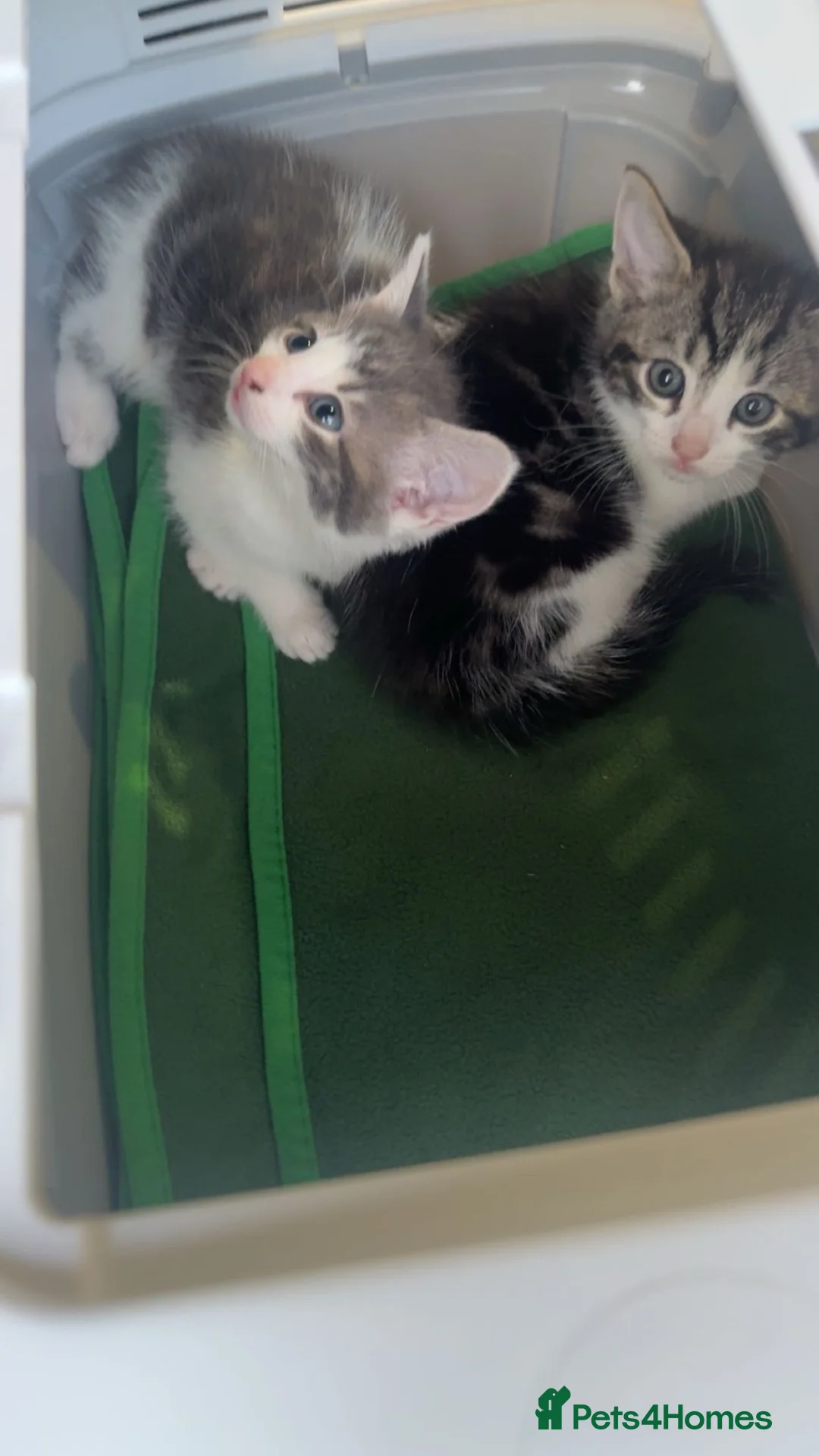 Mixed Breed cats for sale: Mixed Breed Kittens 🐈 - Advert 1