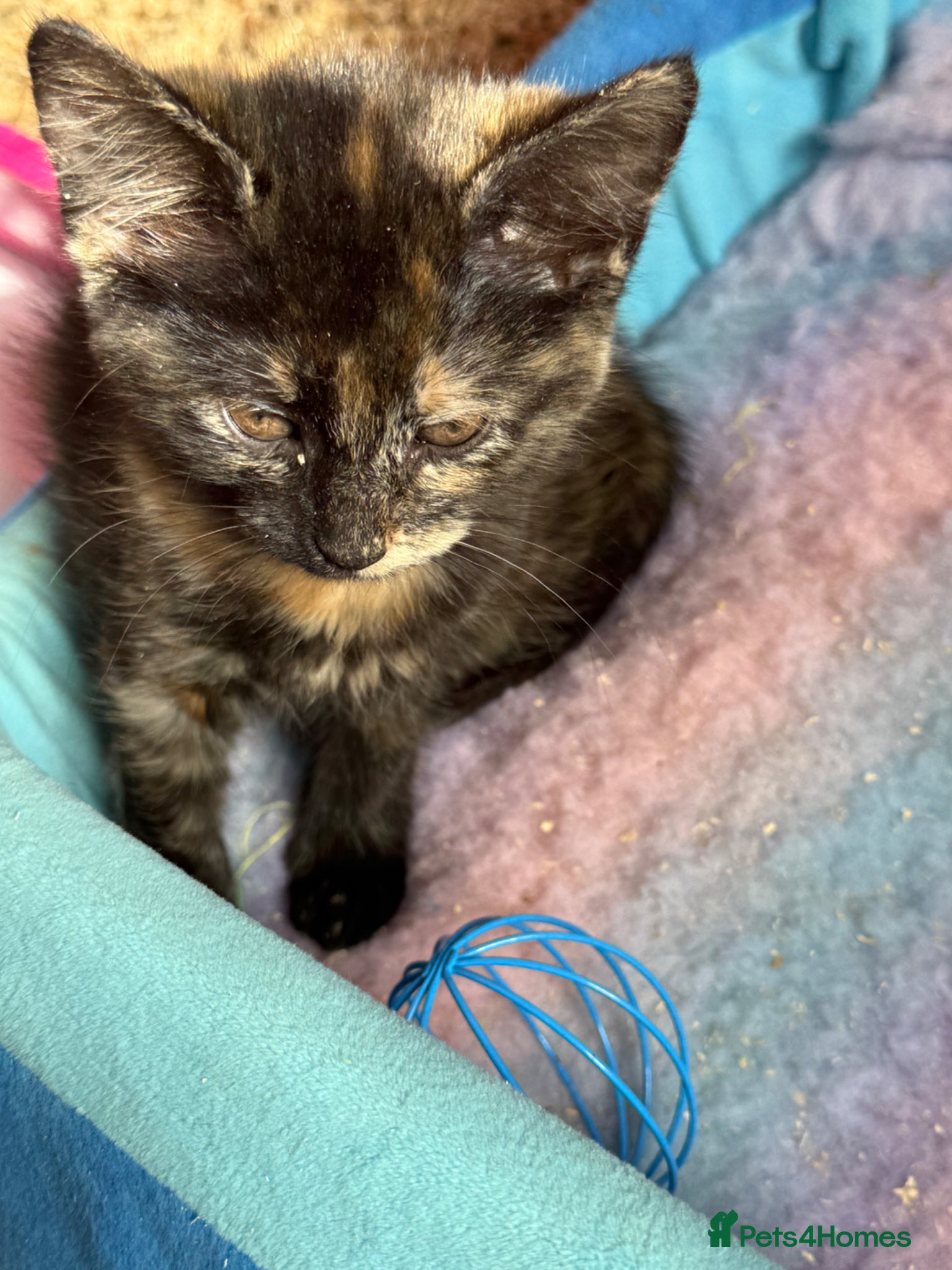 Mixed Breed cats 1 STUNNING GIRL LEFT BSH x KITTEN 🩷 £45 x - Advert 15
