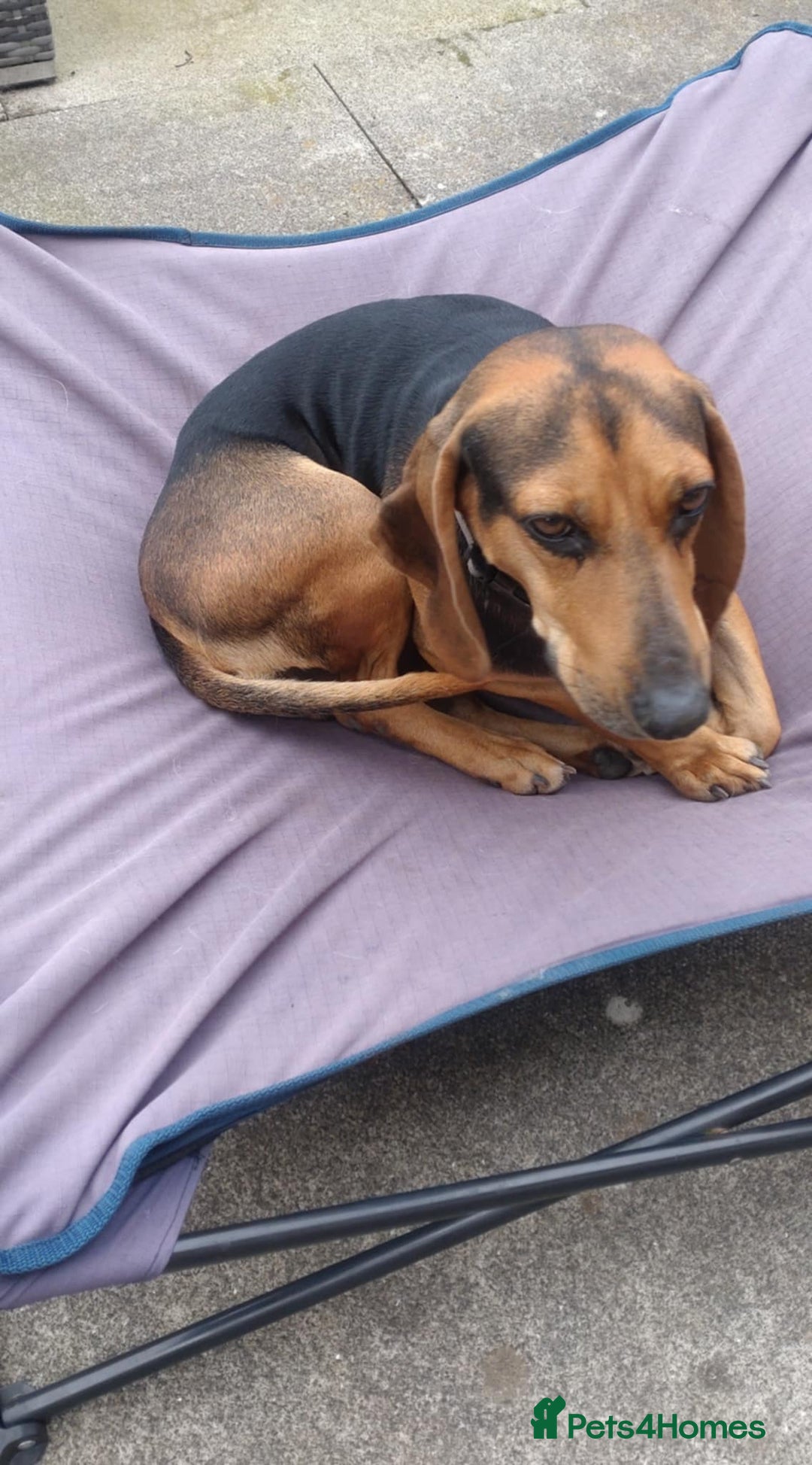 Mixed Breed dogs for adoption: Oscar deserves the best home  - Image 5