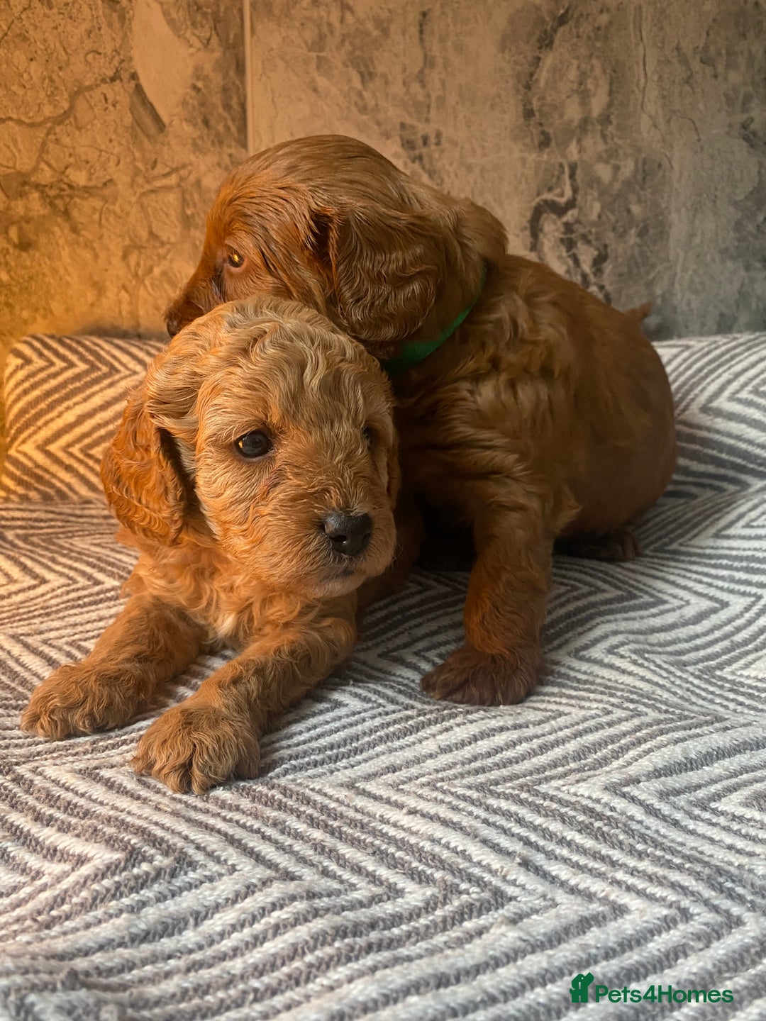 Cavapoo dogs for sale: Stunning Health Tested F1BB Cavapoo’s 🧬 - Image 24