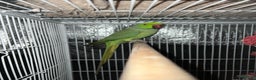 Mixed Breed birds for sale: Male Indian Ringneck,male Cockatiel & hen budgie - Advert 1