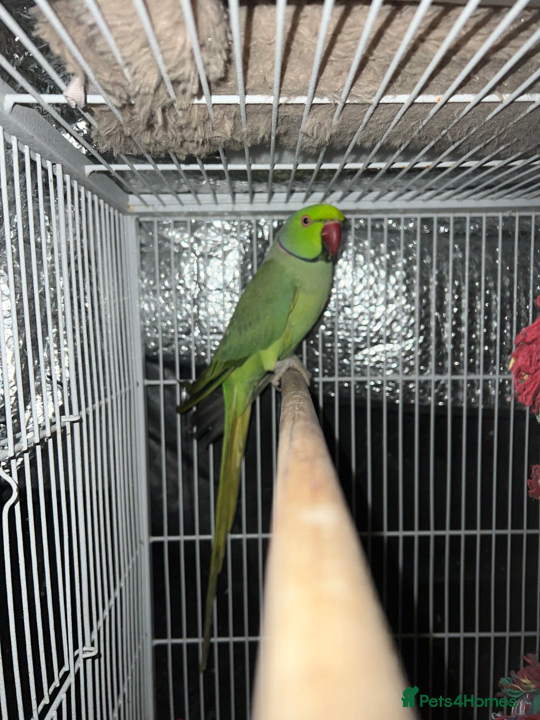 Mixed Breed birds for sale: Male Indian Ringneck,male Cockatiel & hen budgie - Advert 1