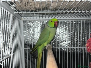 Mixed Breed birds Male Indian Ringneck,male Cockatiel & hen budgie - Advert 9