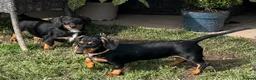 Dachshund dogs for sale: Dachshund puppies standard, smooth coat - Advert 1