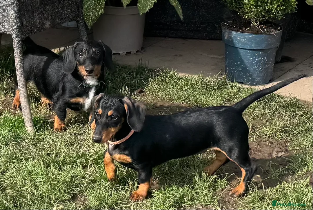 Dachshund dogs for sale: Dachshund puppies standard, smooth coat - Advert 1