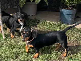 Dachshund dogs Dachshund puppies standard, wired-haired & smooth - Advert 18