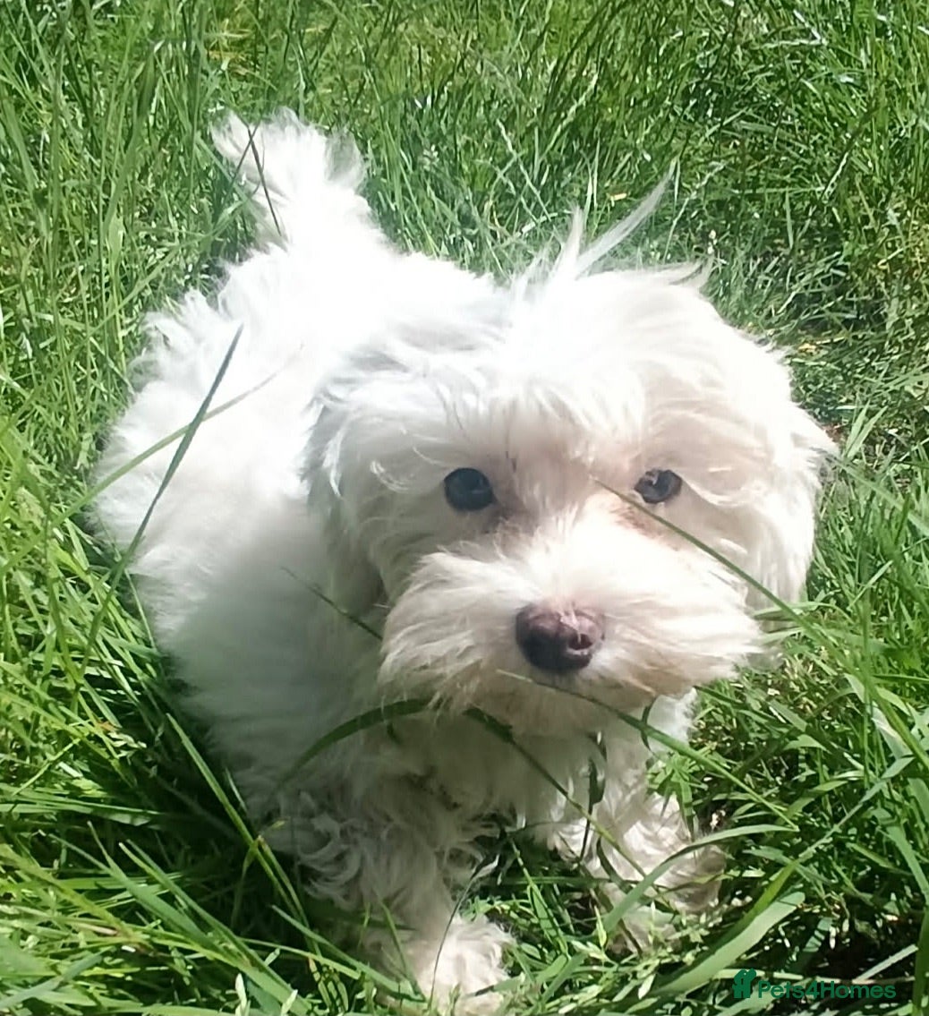 Maltipoo dogs Maltipoo Puppies READY TO LEAVE  - Advert 14